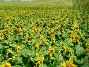 Acres of Sunflower fields